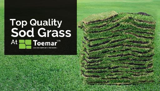 Top Quality Sod Grass At Toemar