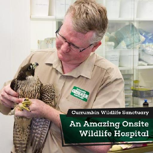 An Amazing Onsite Wildlife Hospital