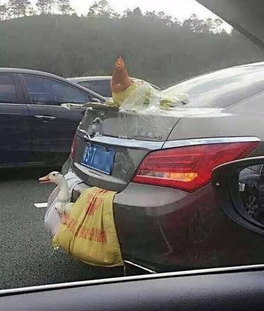 大陆长假高速公路奇景 网友戏称〝涡轮增鸭〞〝后置发动鸡〞