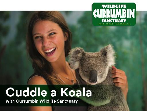 Cuddle a Koala with Currumbin Wildlife Sanctuary
