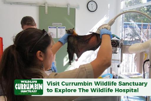 Visit Currumbin Wildlife Sanctuary to Explore The Wildlife Hospital