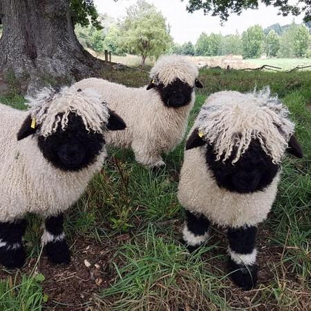 世界最可爱的羊〝瓦莱山黑鼻羊〞