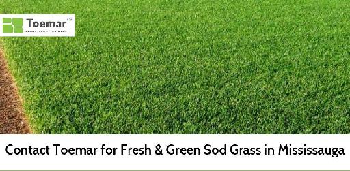 Contact Toemar for Fresh & Green Sod Grass in Mississauga
