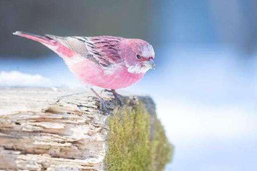 摄影师拍到日本粉红色的珍奇鸟类: 北朱雀