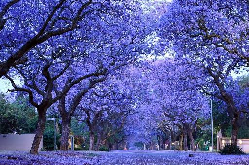 澳洲藍花楹街景宛如仙境