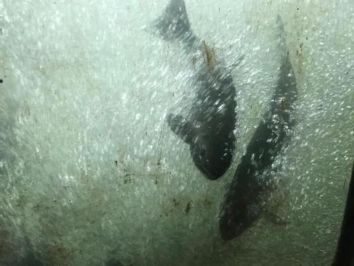 之四，大溫首批迴歸的三文魚已成功登錄Capilano河谷（攝影/唐風）