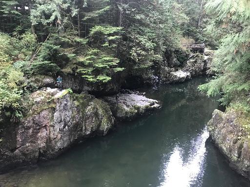 大溫首批迴歸的三文魚已成功登錄Capilano河谷（攝影/唐風）