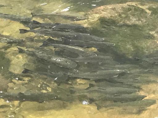 之二，大溫首批迴歸的三文魚已成功登錄Capilano河谷（攝影/唐風）