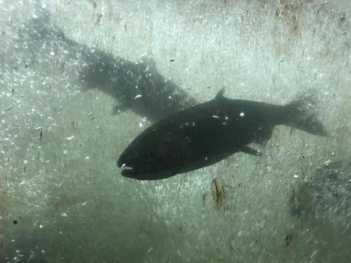 之三，大溫首批迴歸的三文魚已成功登錄Capilano河谷（攝影/唐風）