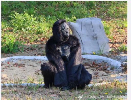 大陸動物園請「工讀生」扮猩猩　遊客怒：讓小孩失望太荒唐