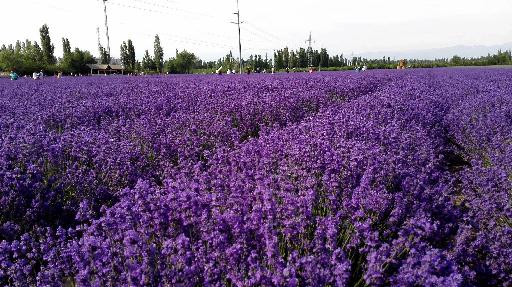 新疆伊犁的薰衣草莊園
