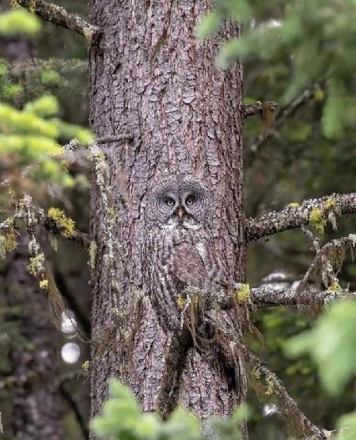 最强保护色 猫头鹰躲树干 网友直呼不可能找到牠