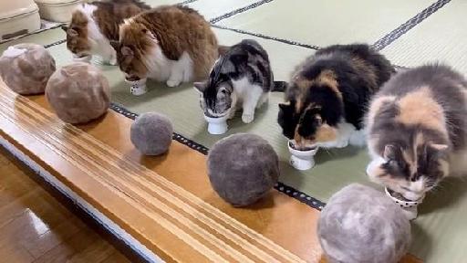 日本一名饲主分享家中猫咪制作的毛球