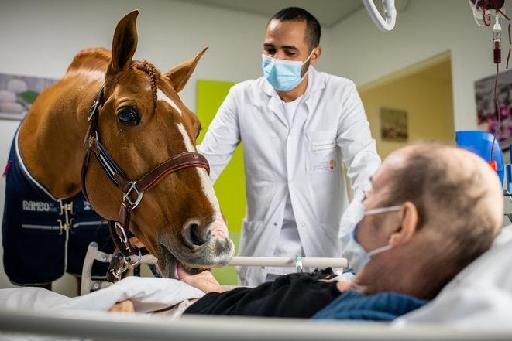 法国一匹赛马擅于陪伴病人，给他们安慰