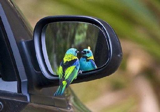 愛照鏡子的小鳥